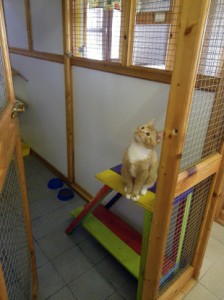 cattery