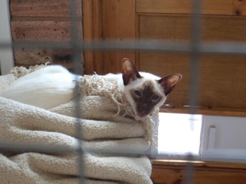 Posh Paws Cattery