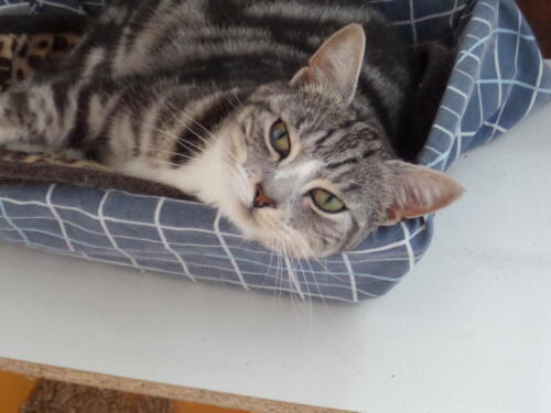 Posh Paws Cattery