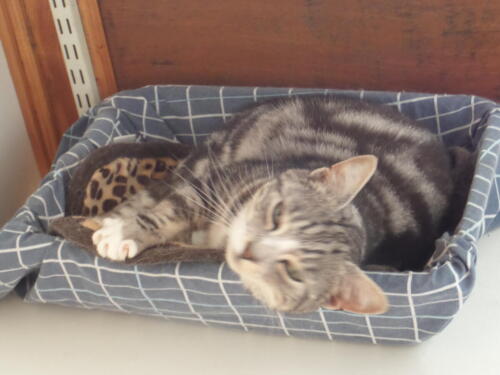 Posh Paws Cattery