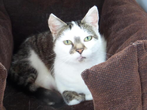 Posh Paws Cattery
