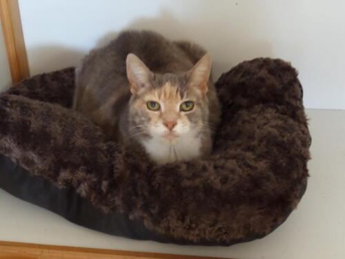 Posh Paws Cattery