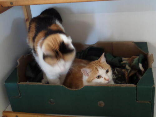 Posh Paws Cattery