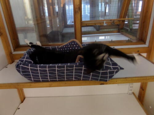 Posh Paws Cattery
