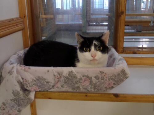 Posh Paws Cattery