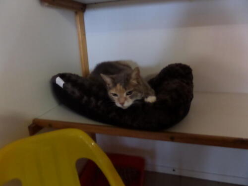 Posh Paws Cattery