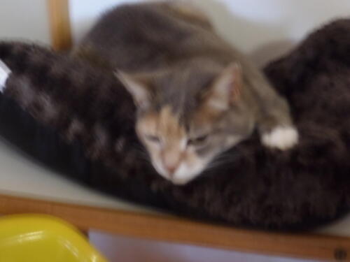 Posh Paws Cattery
