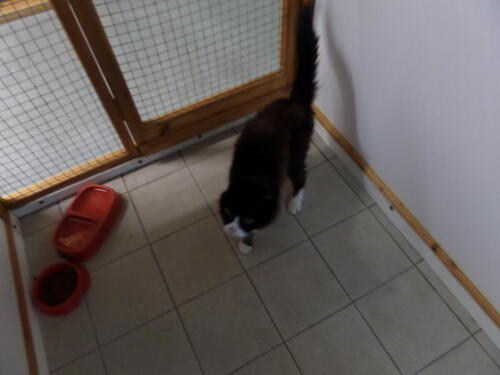 Posh Paws Cattery