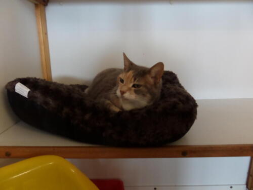 Posh Paws Cattery