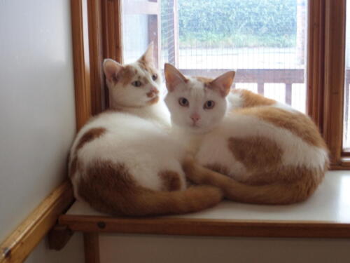 Posh Paws Cattery