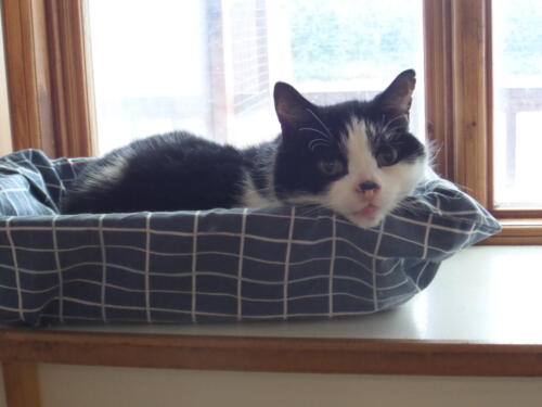 Posh Paws Cattery