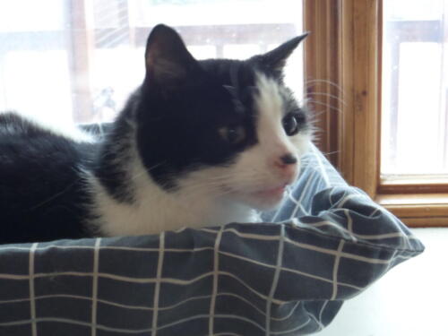 Posh Paws Cattery