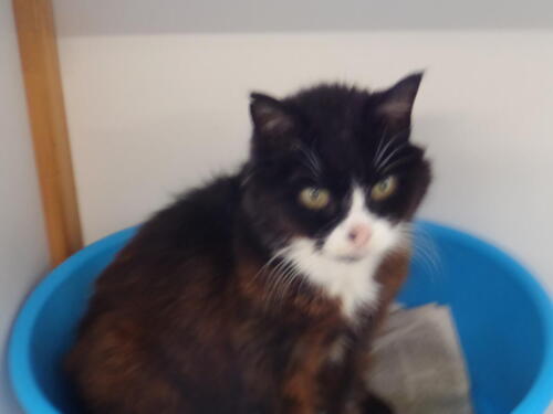 Posh Paws Cattery