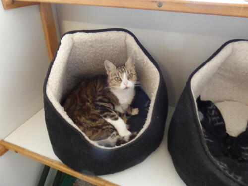 Posh Paws Cattery