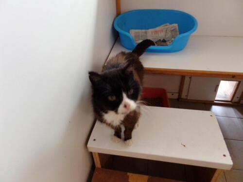 Posh Paws Cattery