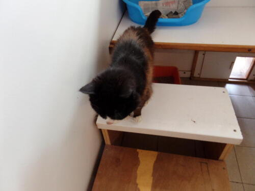 Posh Paws Cattery