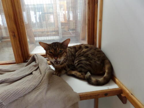 Posh Paws Cattery
