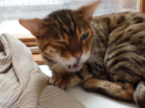 Posh Paws Cattery
