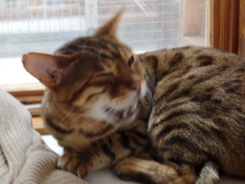 Posh Paws Cattery