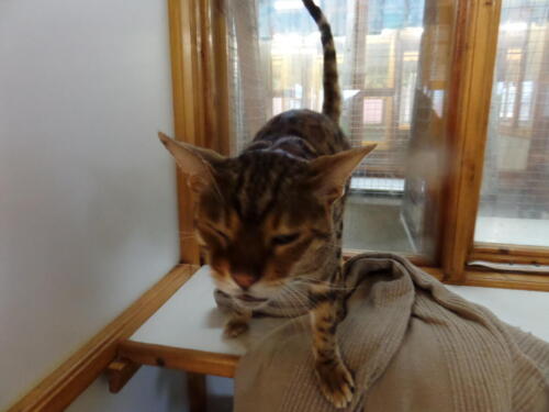 Posh Paws Cattery