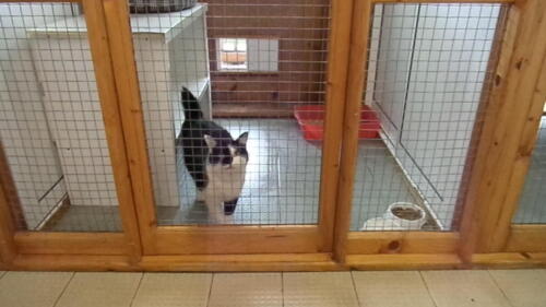 Posh Paws Cattery