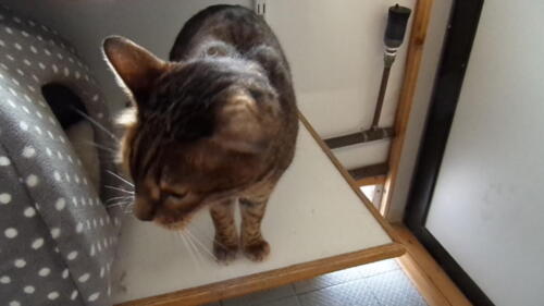 Posh Paws Cattery