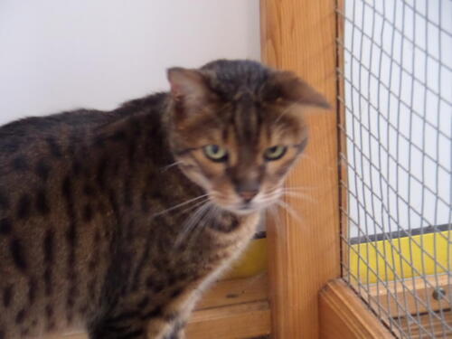 Posh Paws Cattery