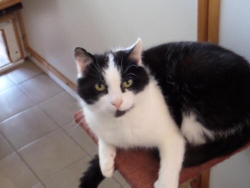 Posh Paws Cattery