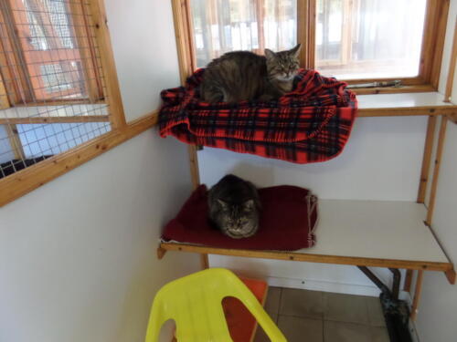 Posh Paws Cattery