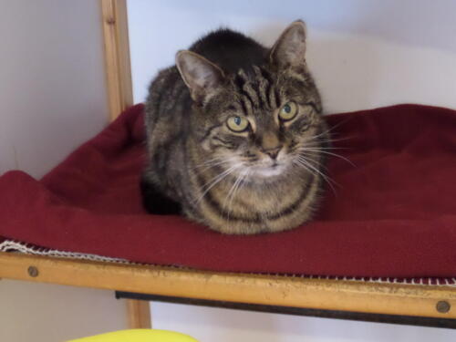 Posh Paws Cattery