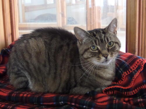 Posh Paws Cattery