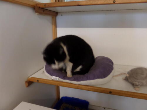 Posh Paws Cattery