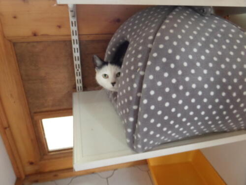 Posh Paws Cattery
