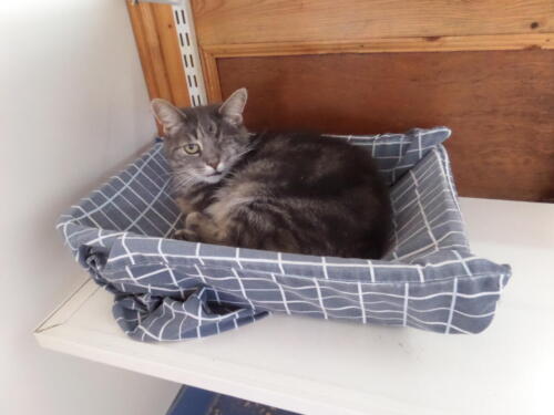 Posh Paws Cattery