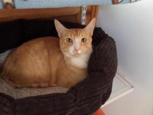 Posh Paws Cattery