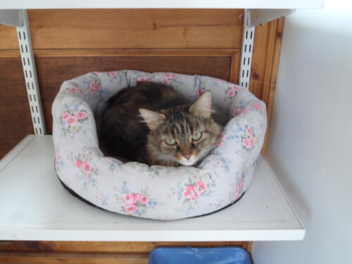 Posh Paws Cattery