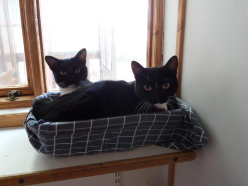 Posh Paws Cattery
