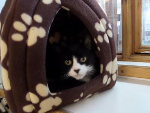 Posh Paws Cattery