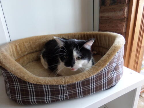 Posh Paws Cattery