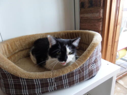 Posh Paws Cattery