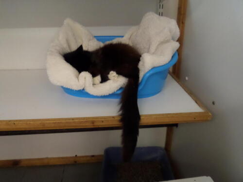 Posh Paws Cattery
