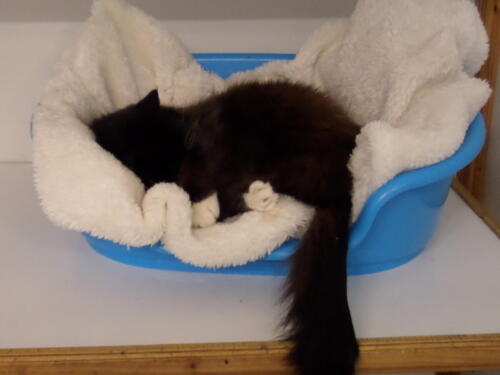 Posh Paws Cattery
