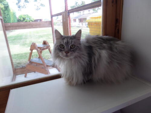 Posh Paws Cattery