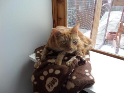 Posh Paws Cattery