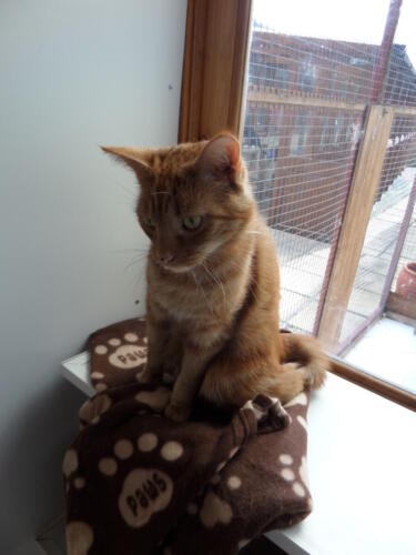 Posh Paws Cattery