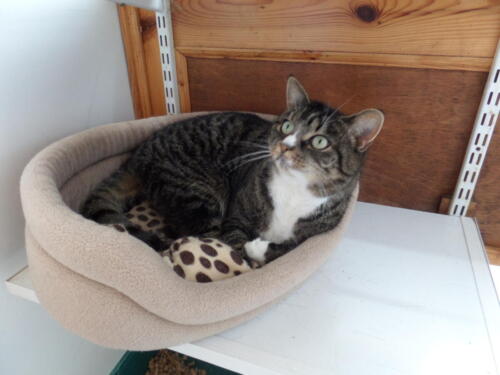 Posh Paws Cattery