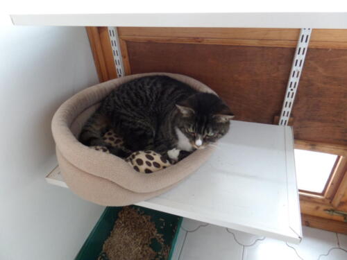 Posh Paws Cattery