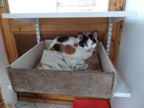 Posh Paws Cattery