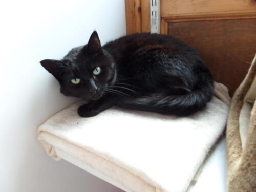 Posh Paws Cattery