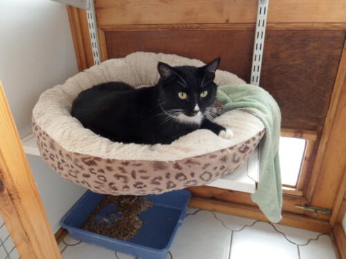 Posh Paws Cattery